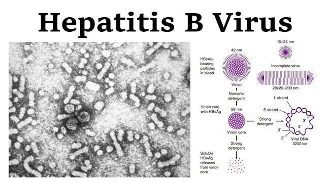 HEPATITIS B ENVELOPE ANTIBODY