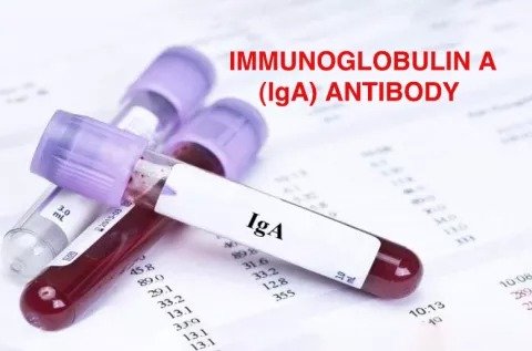 IMMUNOGLOBULIN A (IGA)